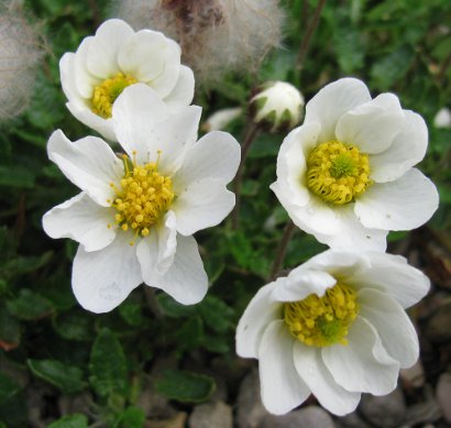 Dryas octopetala 'Minor'